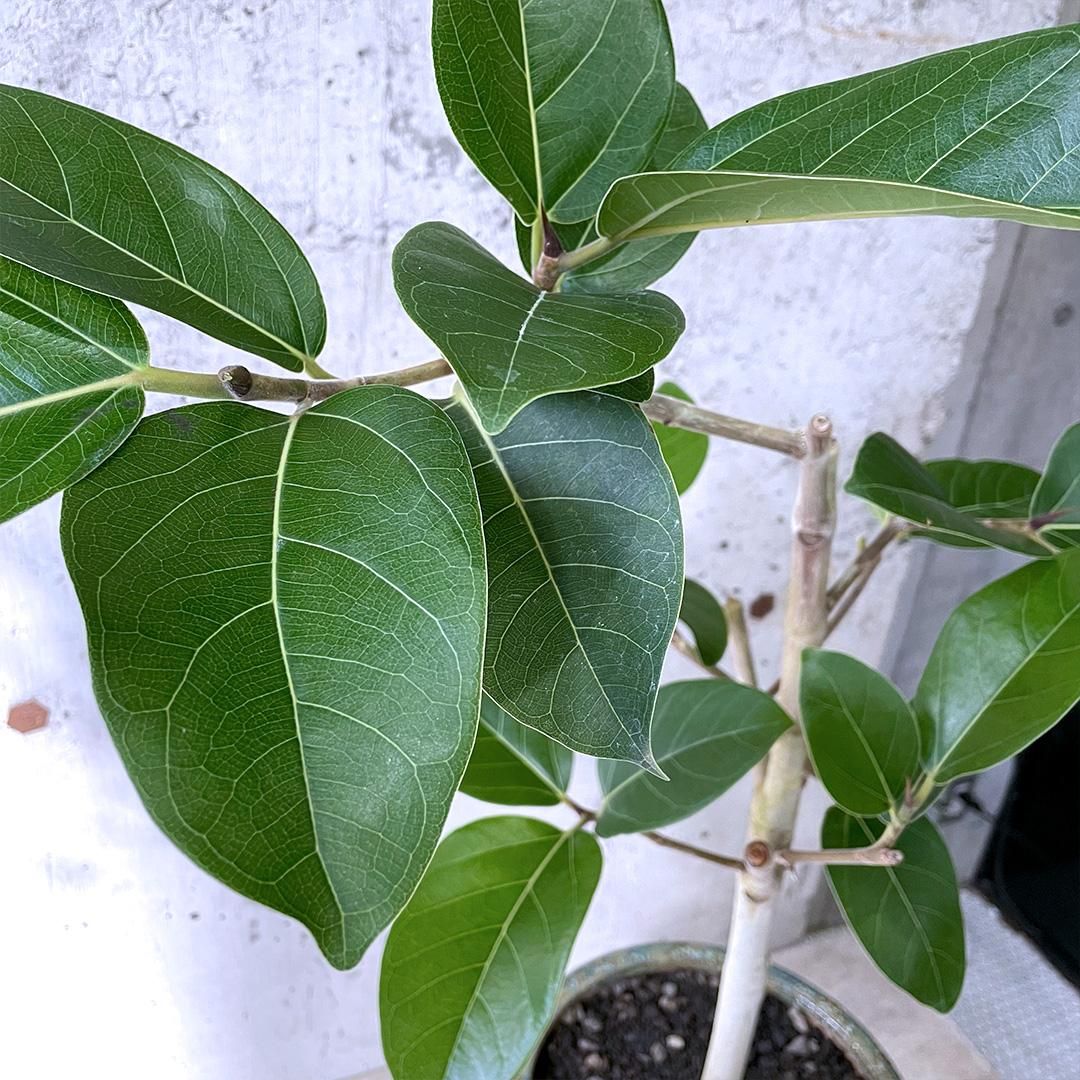 フィカス　アーリーゴット　5号鉢植え　屋外育成 フィカス アーリーゴッドの育て方｜花屋ラフさん