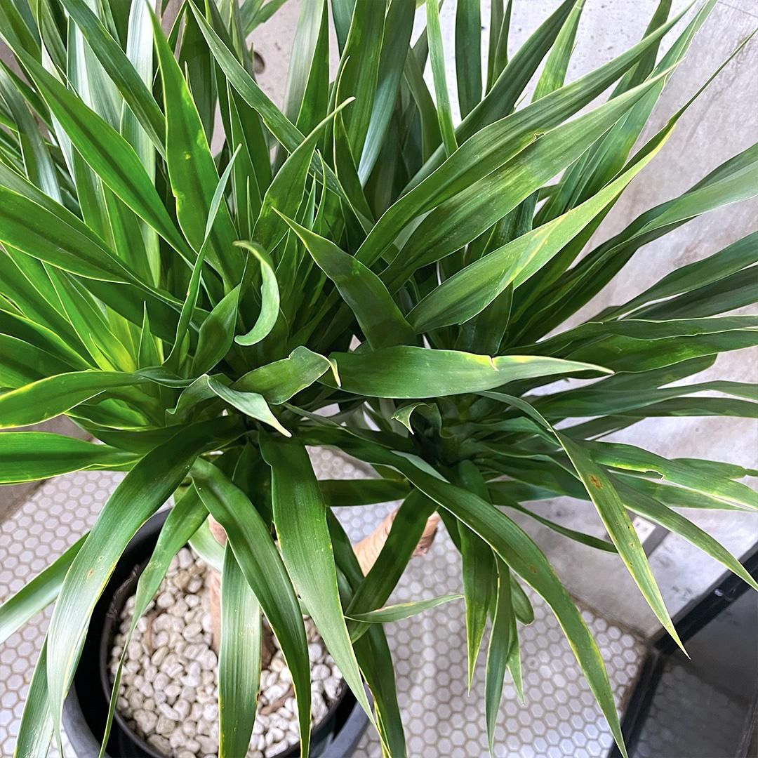 塊根植物。キングアデニウム6号平プラ鉢4
