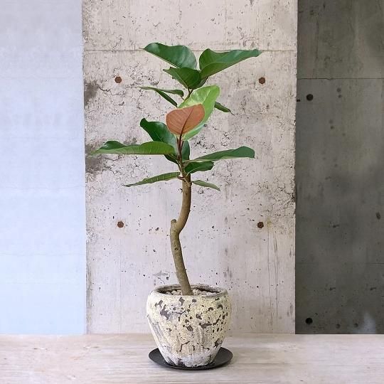 現品］22番 ブラッサイア 8号 観葉植物 室内 大型 鉢受け皿付き