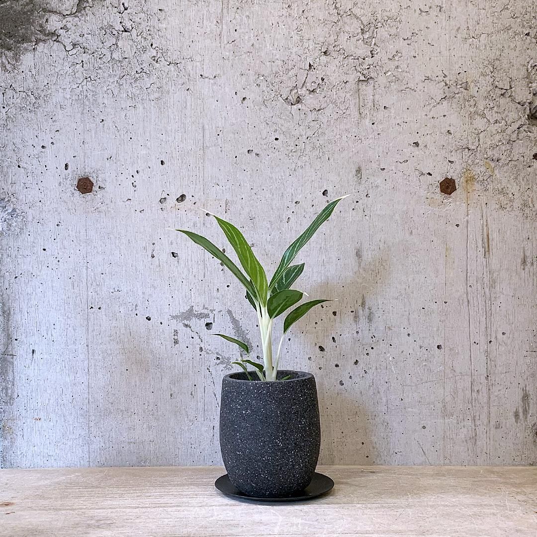 【アネモネ】 アグラオネマ アンヤマニー ホワイト | GREEN LUCK