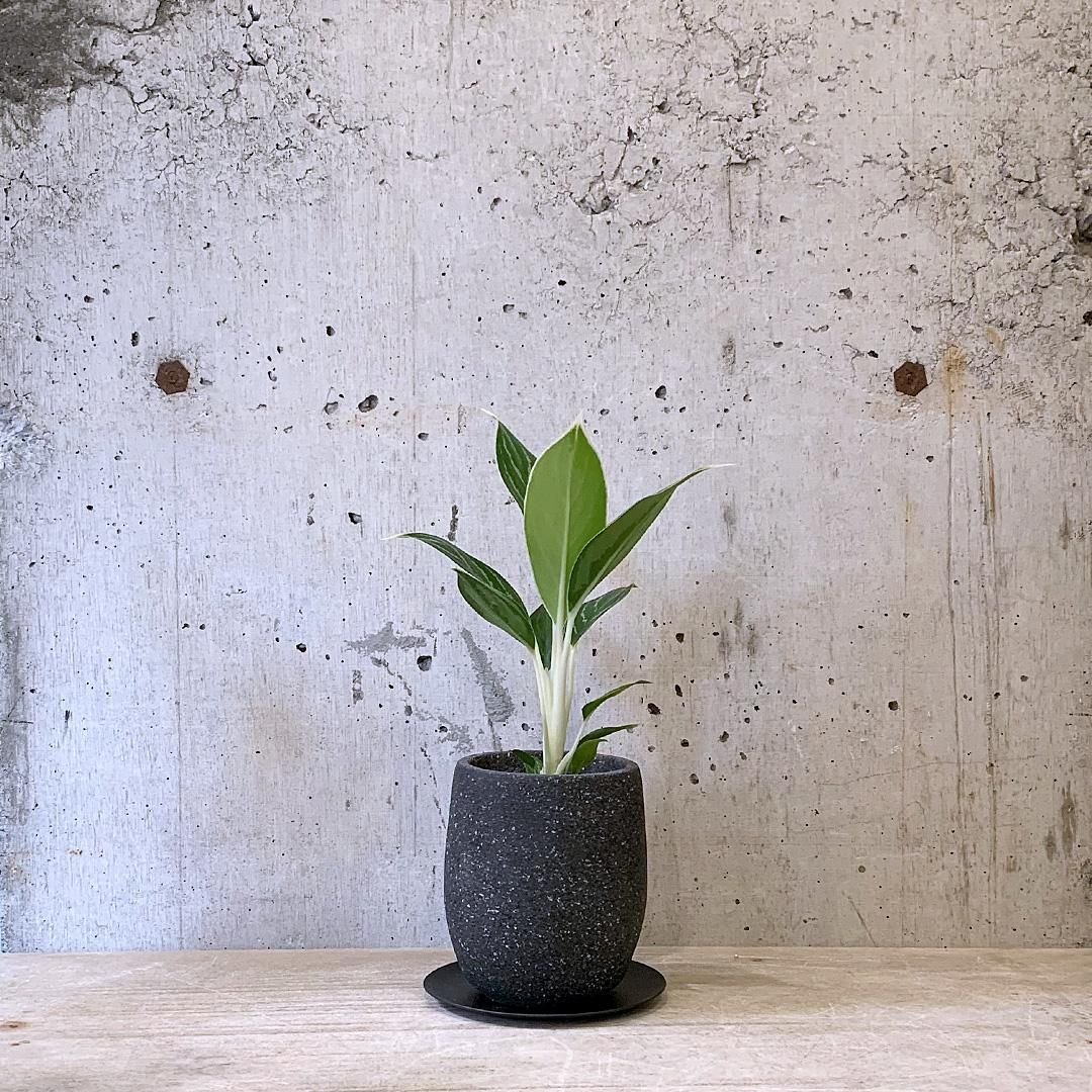 アグラオネマ ホワイトステム ② BK - TRANSHIP