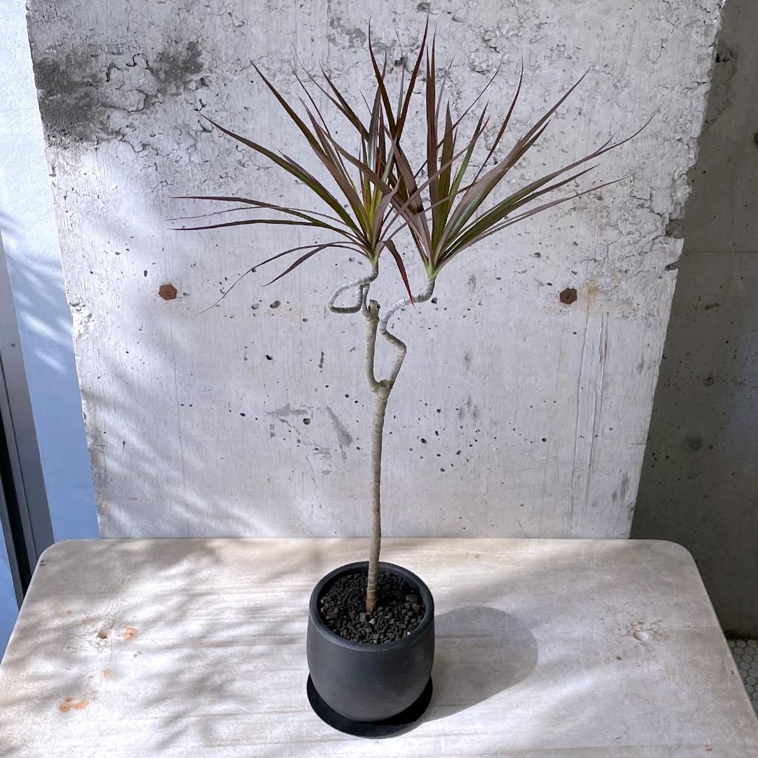 【引き取り限定】【セール】破格！ドラセナコンシンネマジェンタ　約140cm 6号 観葉植物 ドラセナ コンシンネ 6号 ジュートバスケット