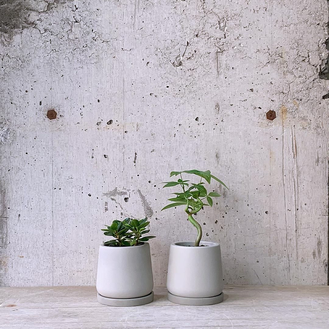 観葉植物小鉢set（パンダガジュマル・パキラ ウンリュウ）urb