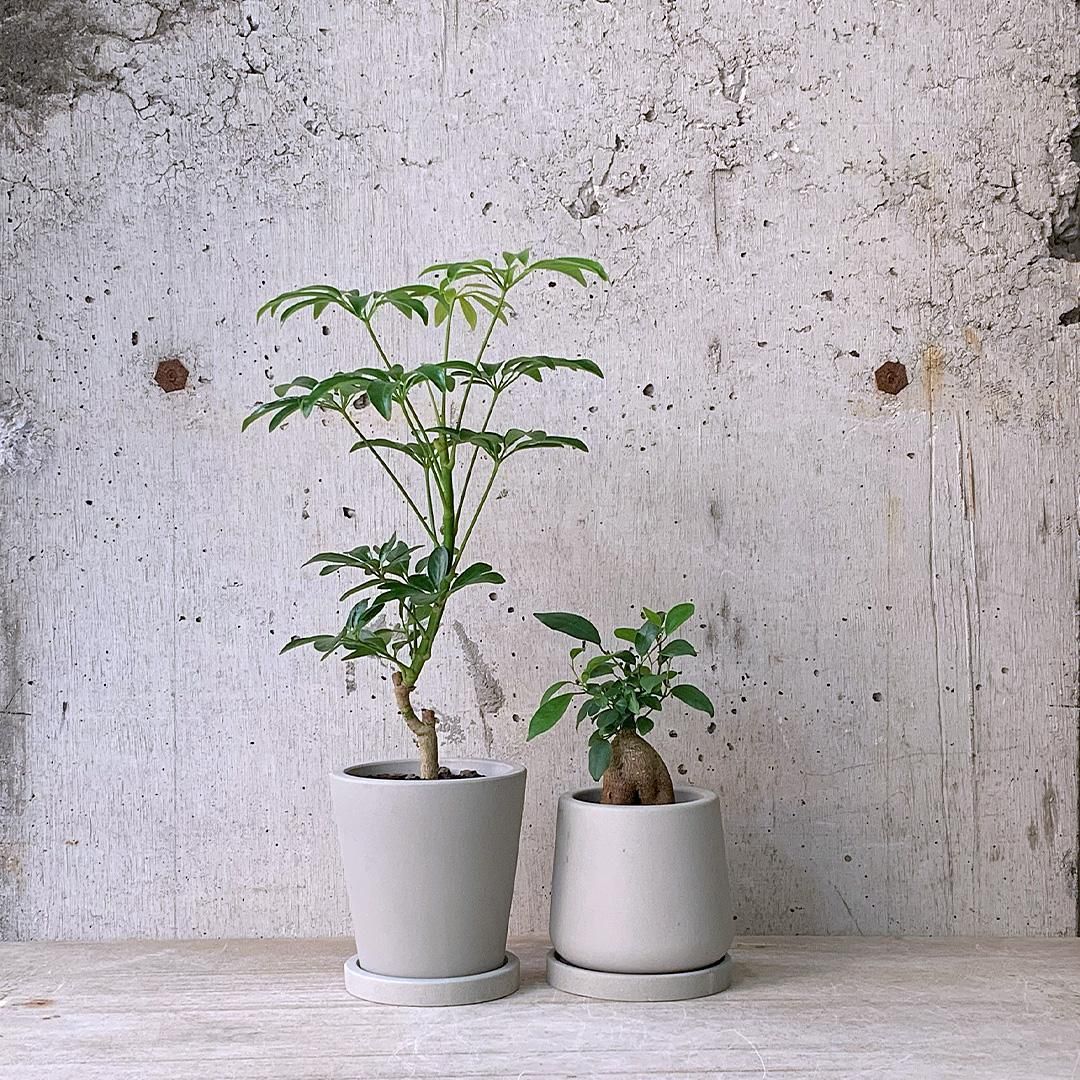 観葉植物小鉢set（シェフレラ チビ・ガジュマル）urb pot - TRANSHIP