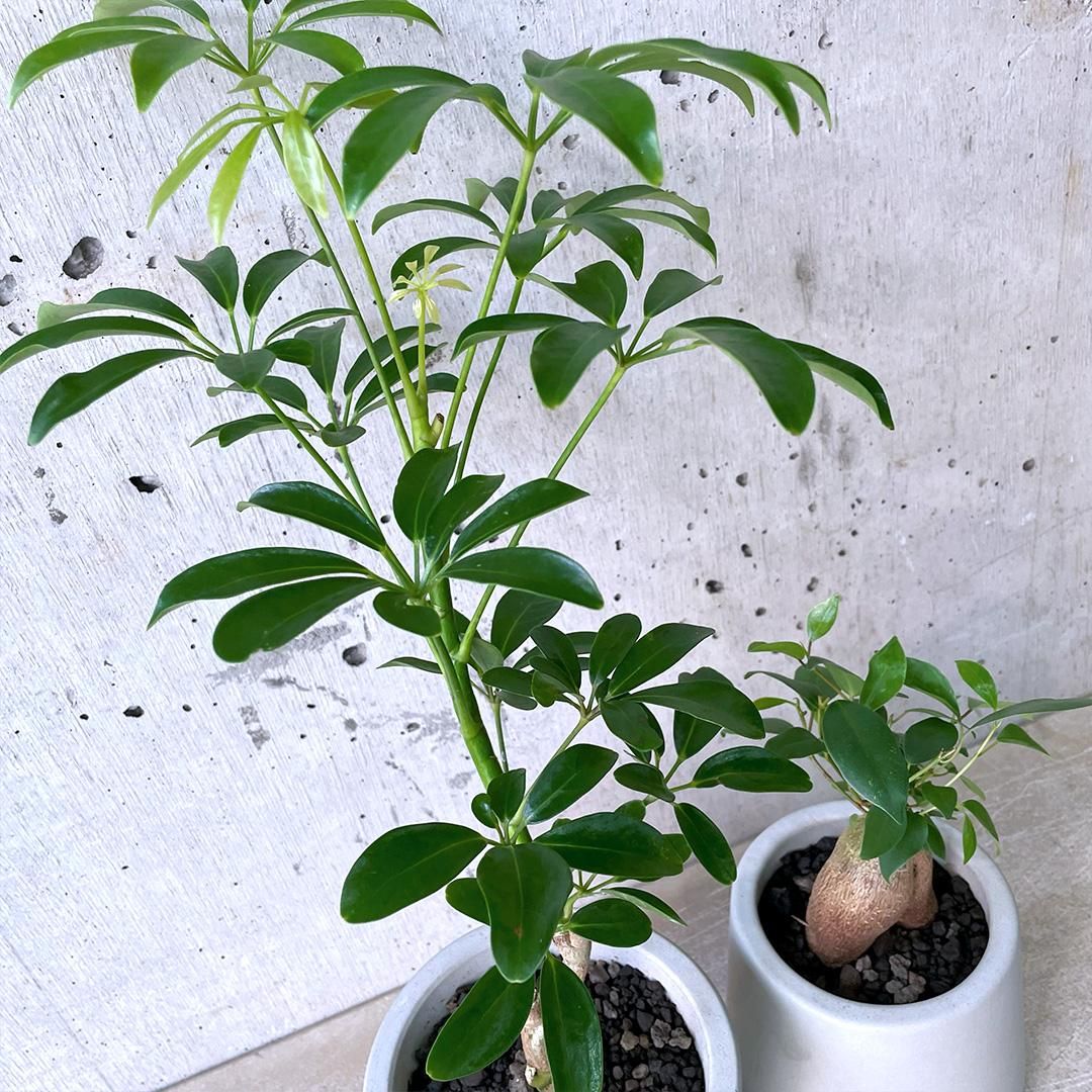 観葉植物小鉢set（シェフレラ チビ・ガジュマル）urb pot - TRANSHIP