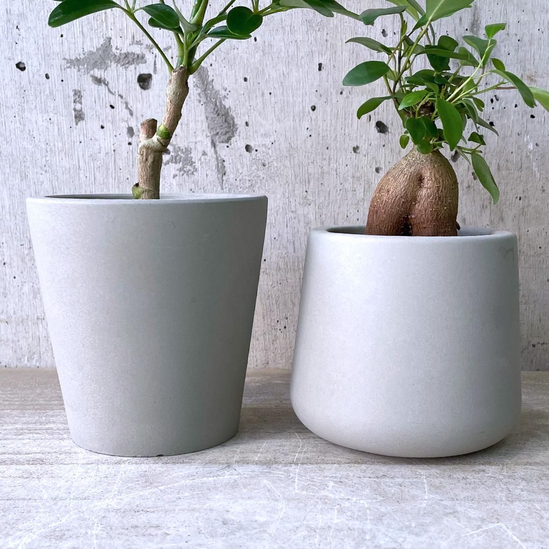観葉植物小鉢set（シェフレラ チビ・ガジュマル）urb pot - TRANSHIP
