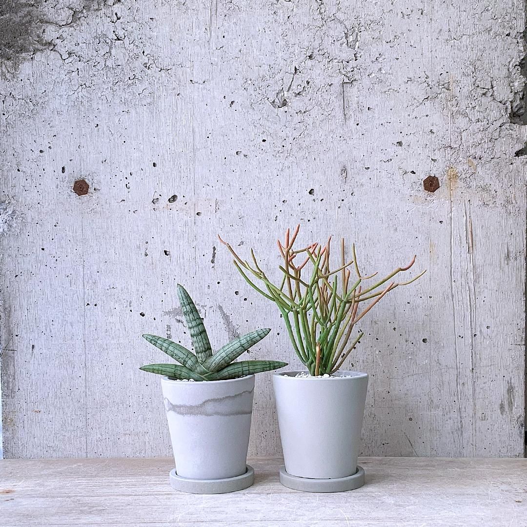 観葉植物小鉢set（サンスベリア ボンセレンシス・ミルクブッシュ