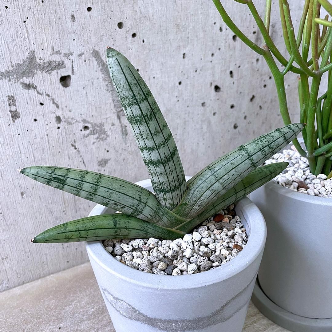 サンスベリア ボンセレンシス 極上斑入り サンセベリア sansevieria サンスベリア ボンセレンシス 極上斑入り サンセベリア sansevieria