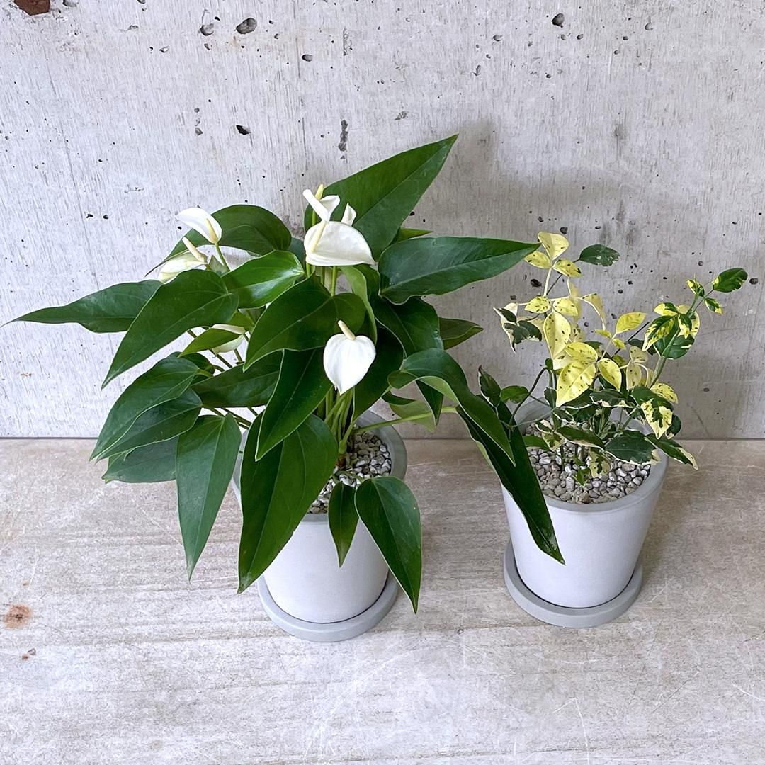 観葉植物小鉢set アンスリウム イクリプス パンドレア Urb Pot Tranship