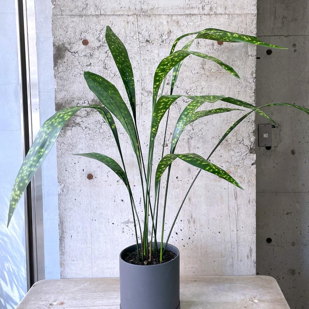 ハラン・夢ほたる 6号 1鉢の通販 | GreenSnap STORE(グリーン
