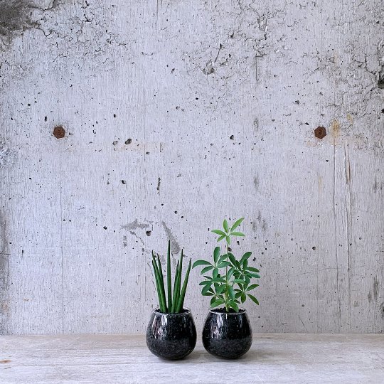 観葉植物小鉢set（サンスベリア・シェフレラ）ロッキンググリーン