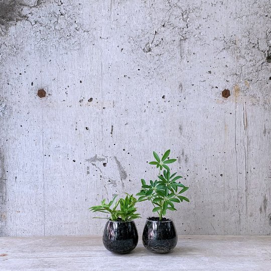 観葉植物小鉢set（ドラセナ ゴッドセフィアーナ・シェフレラ）ロッキンググリーン
