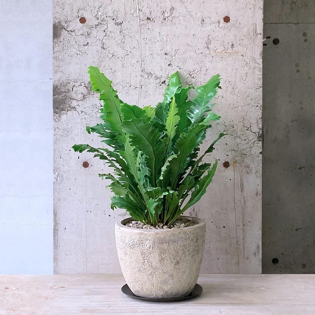 アスプレニウム ニダス フィンブリアツム WH - TRANSHIP