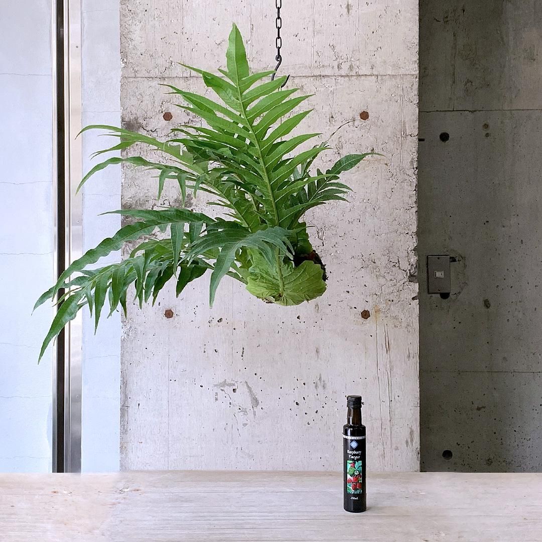 希少 石垣島産 カザリシダ 胞子培養 アグラオモルファ