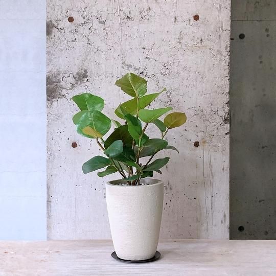 シーグレープ8 シーグレープ 8号 - 植物と暮らす m-plant