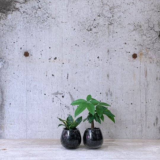 観葉植物小鉢set（サンスベリア・パキラ）ロッキンググリーン