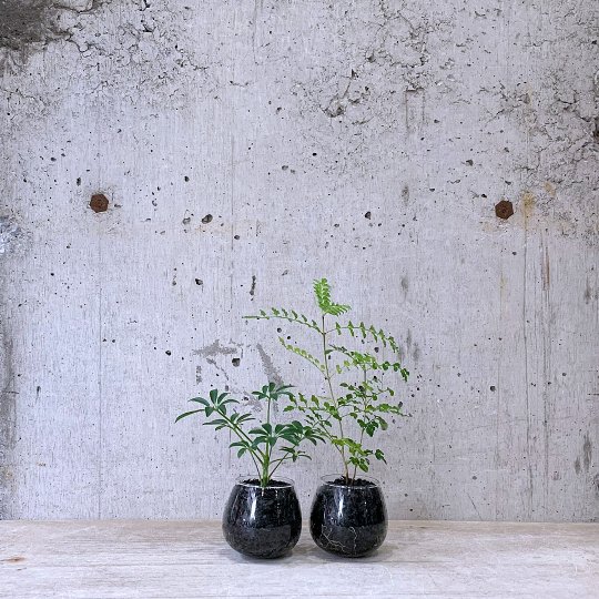 観葉植物小鉢set（シェフレラ・トネリコ）ロッキンググリーン
