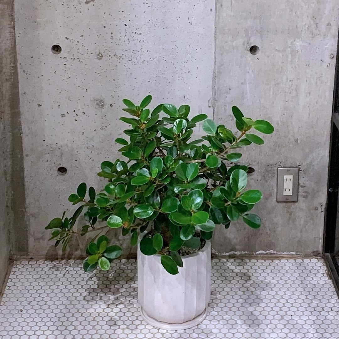 韓国ブランド通販サイト 発根済み□白パンダガジュマル□希少種 その他観葉植物