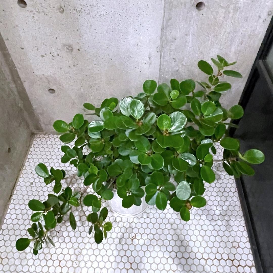 観葉植物】パンダガジュマル65cm～75cm(045-1451) | 鹿児島県
