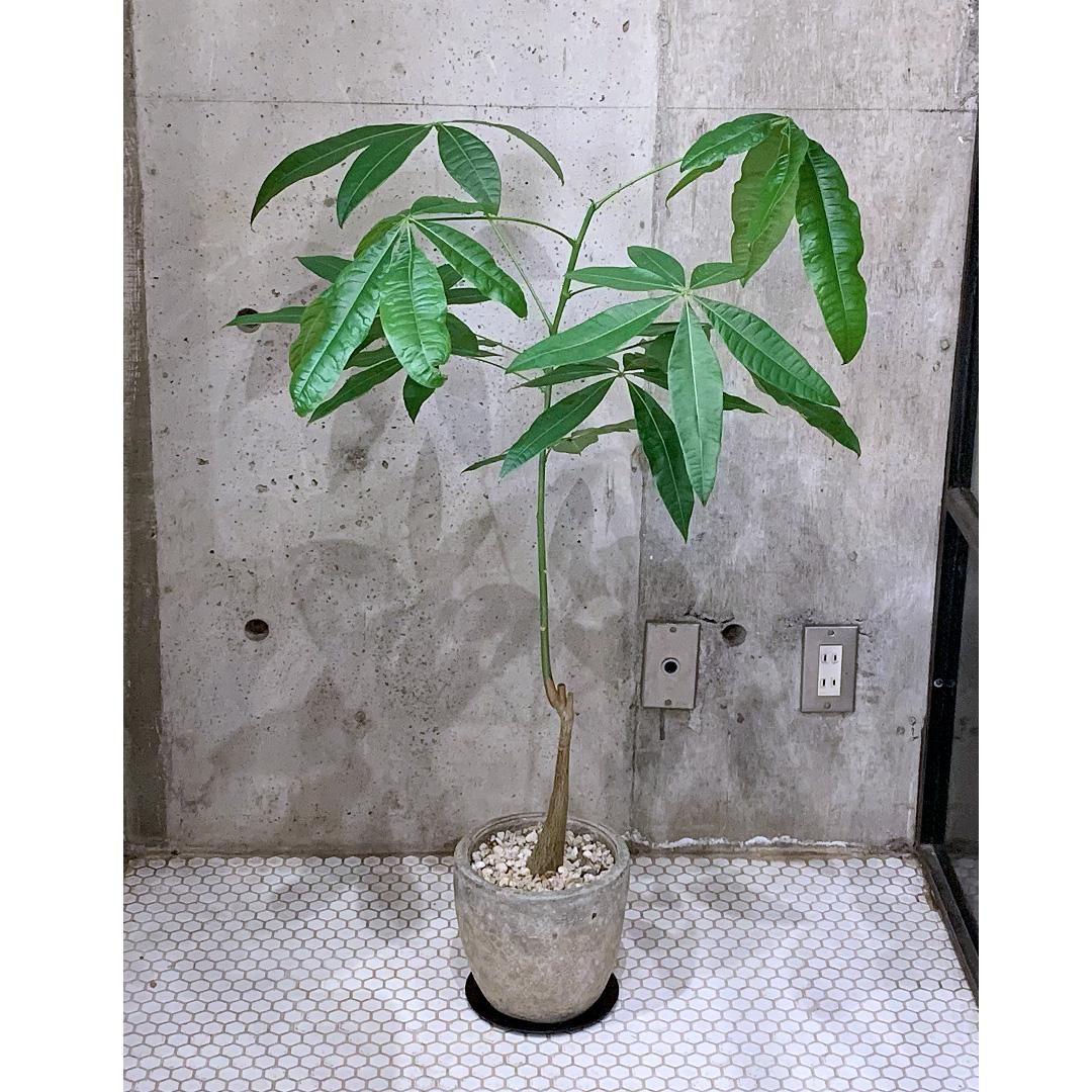 楽天市場】【初心者向け】観葉植物 パキラ ねじりパキラ 大型