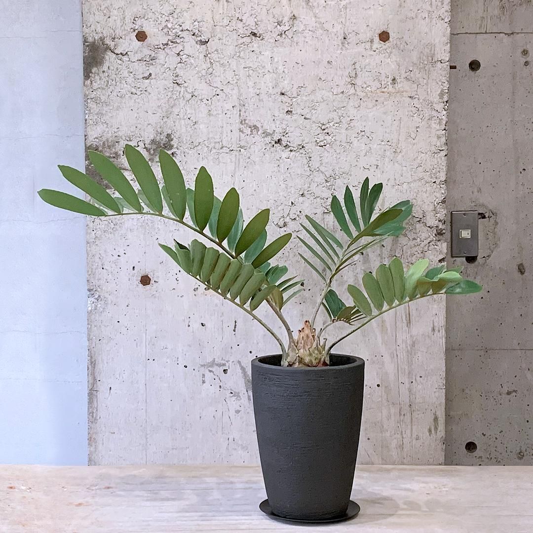 ザミアメキシコソテツ2. 5号鉢 観葉植物（当園栽培品）(観葉植物