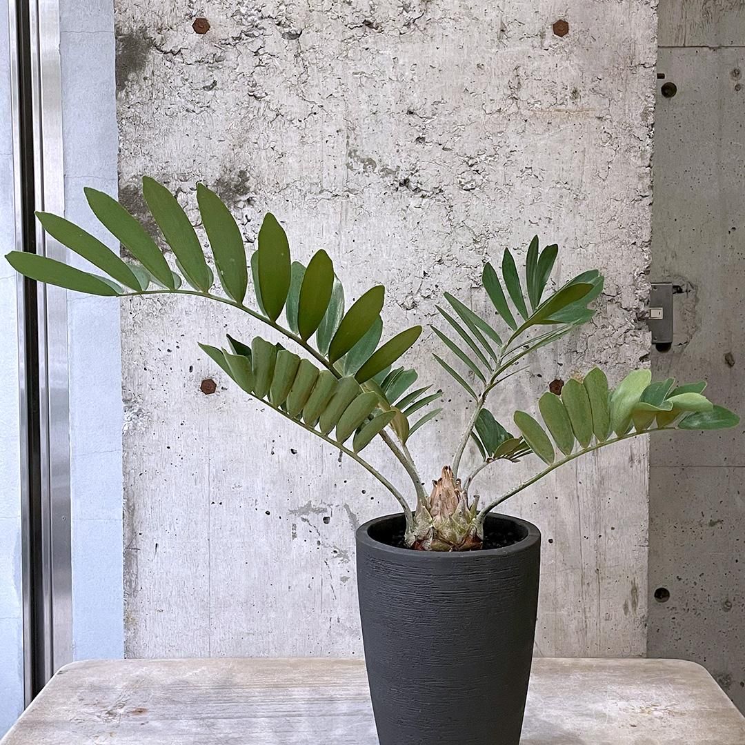 現品】観葉植物 ザミア 大株 7号角鉢