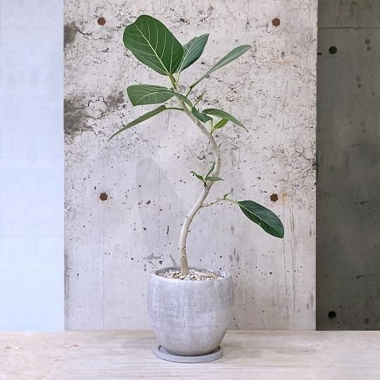 観葉植物 】 トキワシノブ／ PINK POT | TOO GARDEN