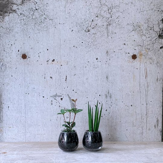 観葉植物小鉢set（ペペロミア プテオラータ・サンスベリア バキュラリス）ロッキンググリーン