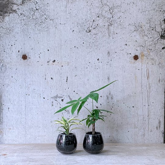 観葉植物小鉢set（ドラセナ サンデリアーナ・パキラ）ロッキンググリーン