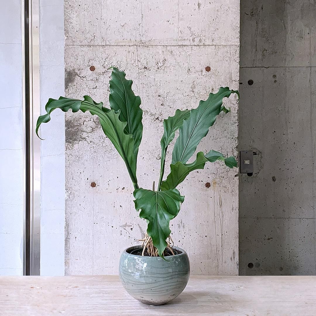 【おまけ付】 167842001_o1.jpg? その他観葉植物
