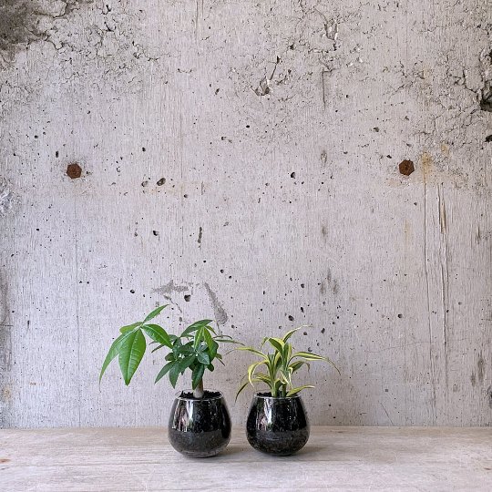観葉植物小鉢set（パキラ・ドラセナサンデリアーナ）ロッキンググリーン