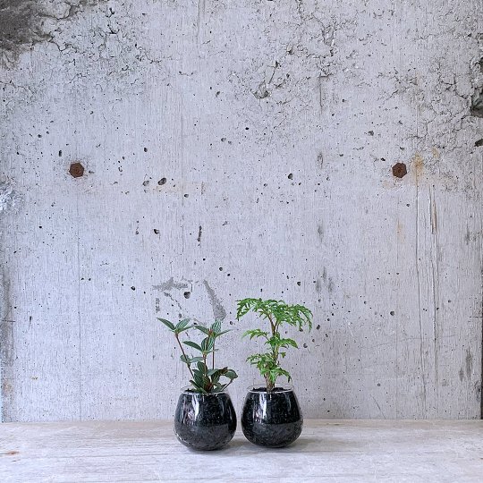 観葉植物小鉢set（ペペロミア プテオラータ・ポリシャス）ロッキンググリーン