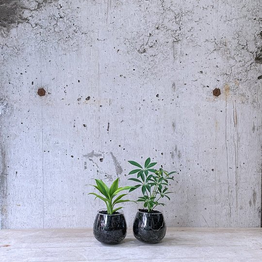 観葉植物小鉢set（ドラセナ サンデリアーナ・シェフレラ）ロッキンググリーン