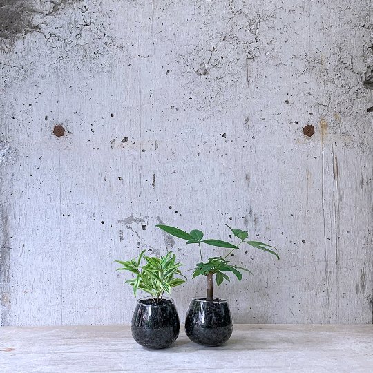 観葉植物小鉢set（ドラセナ ゴッドセフィアーナ・パキラ）ロッキンググリーン