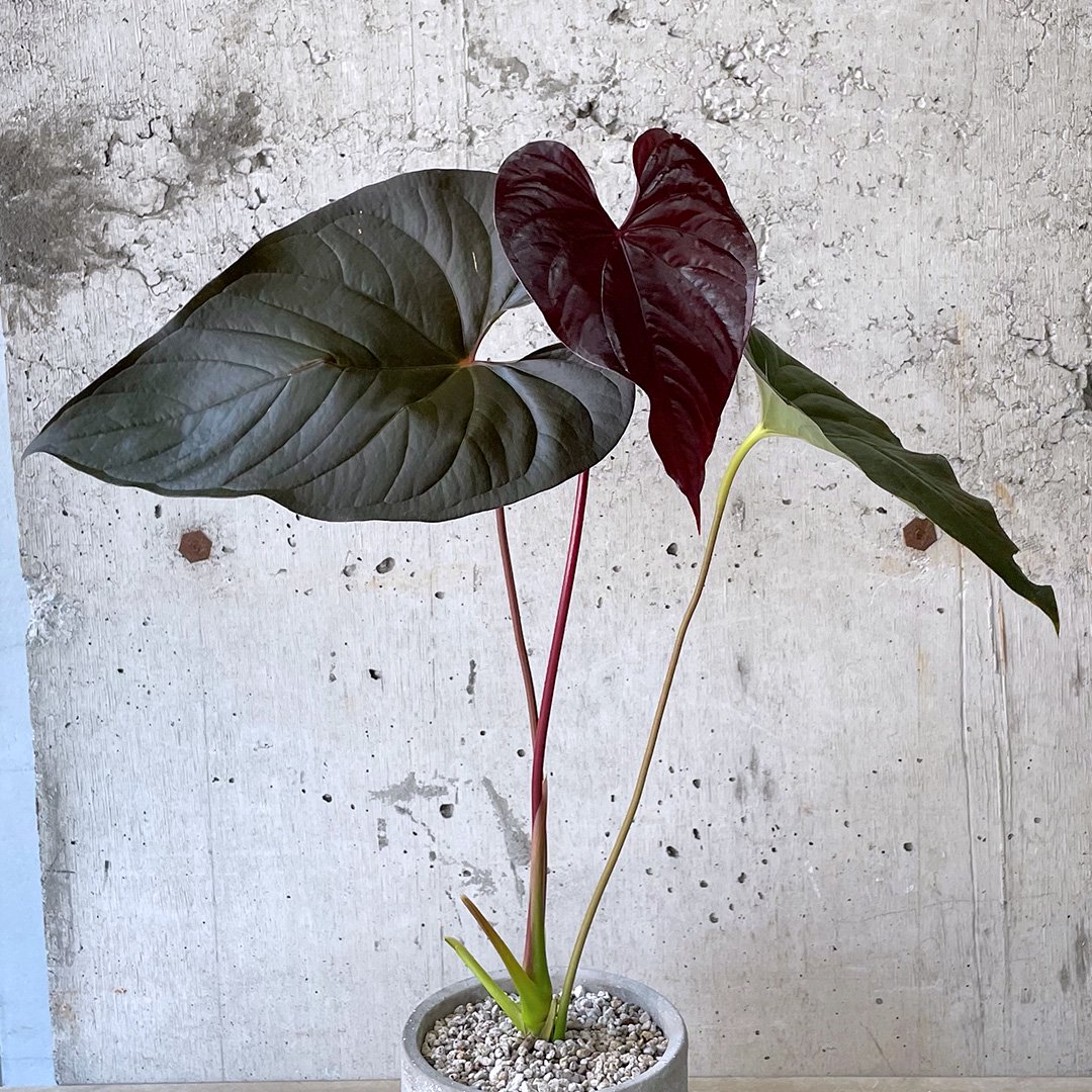 専用 anthurium chamberlainii アンスリウムのロムズレッド - 植物 ...