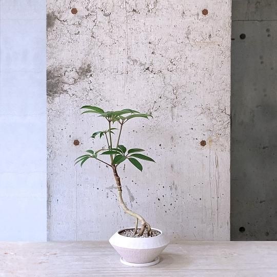 【ご予約品】 ツピタンサス TRANSHIP - その他観葉植物