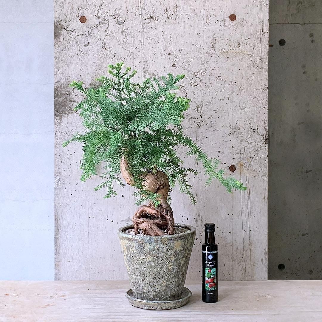 直接取引か着払　アロカリア 苗木 南洋杉 大型170cm超え 観葉植物 楽天市場】アロカリア（ナンヨウスギ：140cm） 10号