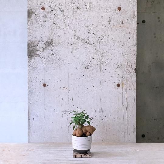武末日臣　刷毛目輪花小鉢 鉢セット - 観葉植物・生花・ドライフラワー通販 SULK GREEN