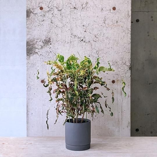 『2年保証』 クロトン - TRANSHIP その他観葉植物