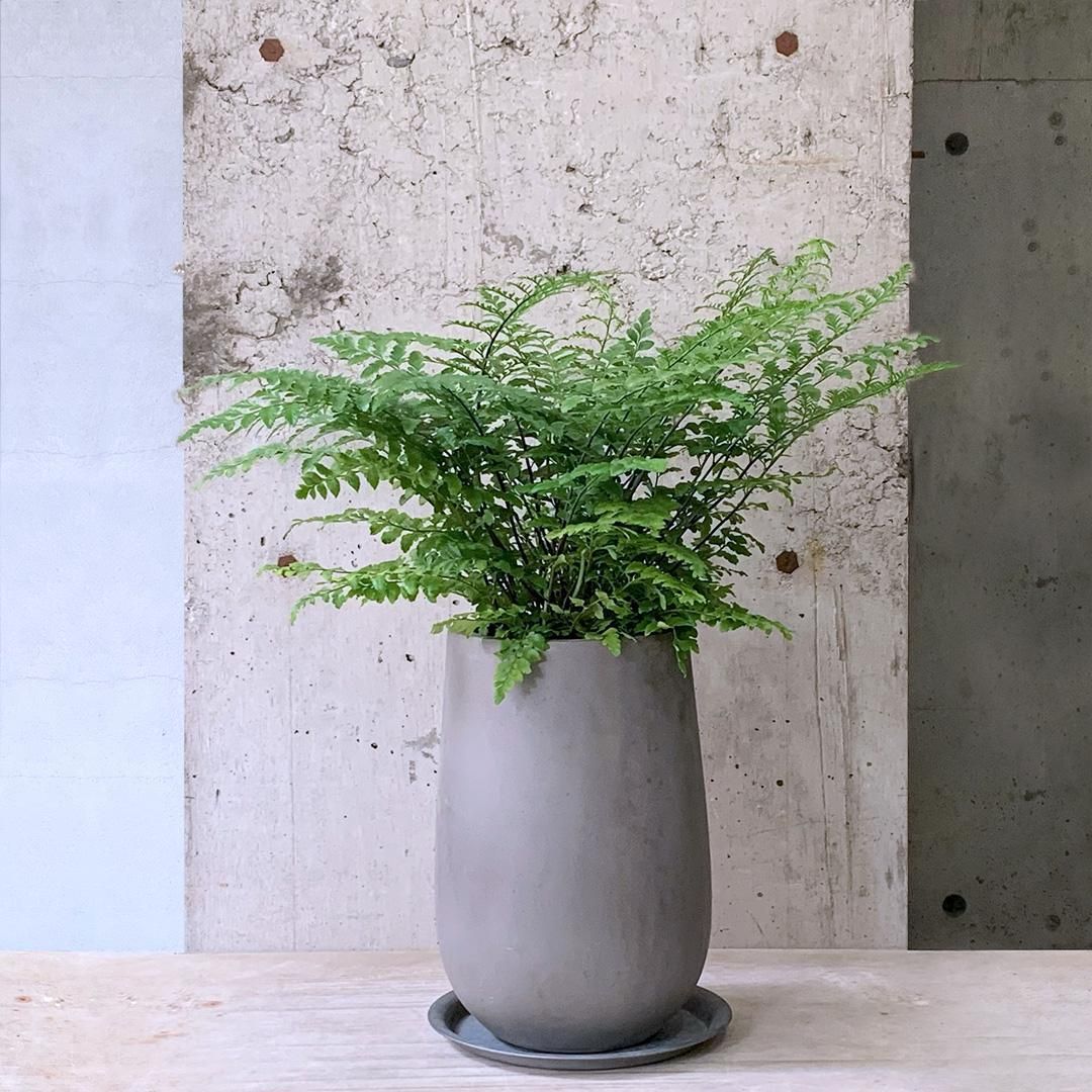【ラヴィ】DeepForestGreen&FCAlice柄 ラヴィ】DeepForestGreen&FCAlice柄 ラヴィ様専用