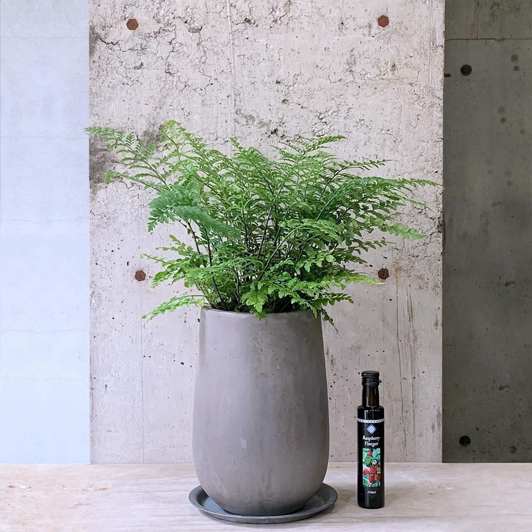精麻　300g E-66 薄上質　麻　植物　魔除け　手作り　神道　繊維　アート 太陽蒔絵 塗簪 - うるしアートはりや通販｜針谷蒔絵