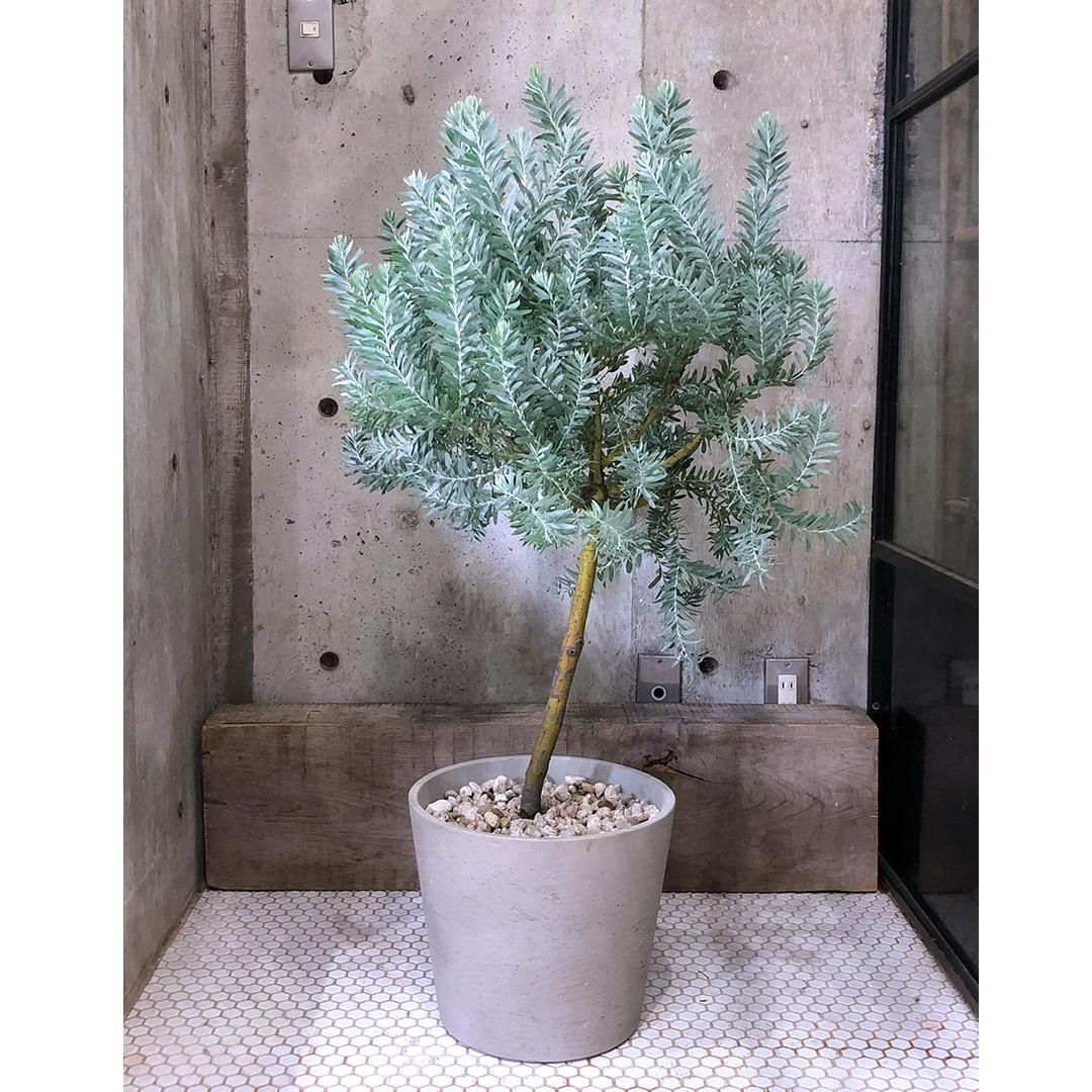 アカシアブルーブッシュ/ 492 アカシア ブルーブッシュ | 鉢花・花苗 | 橋本種苗園オンラインストア