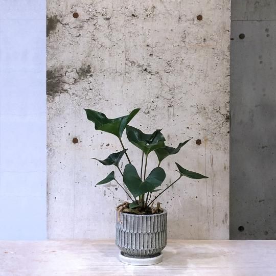 武末日臣　刷毛目輪花小鉢 鉢セット - 観葉植物・生花・ドライフラワー通販 SULK GREEN