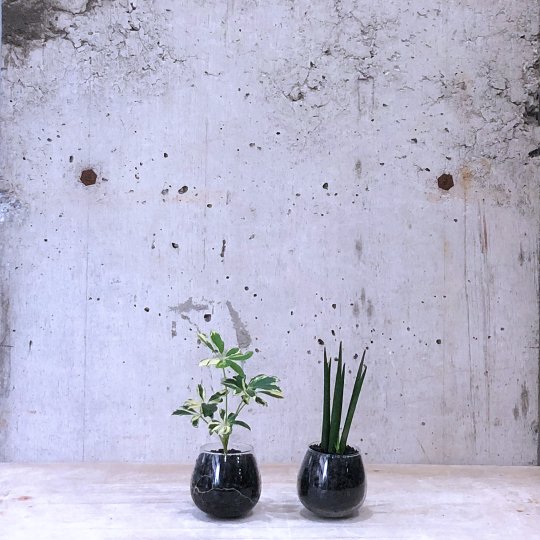 観葉植物小鉢set（サンスベリア バキュラリス・シェフレラ 斑入）ロッキンググリーン