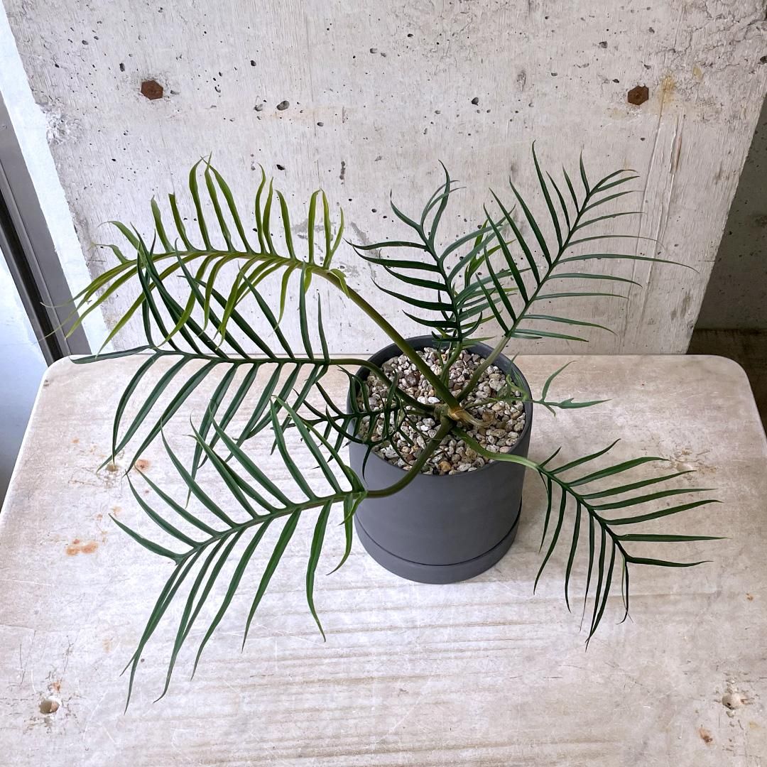 超稀有なフィロデンドロンフロリダビューティー& フィロデンドロン　トータム 超稀有なフィロデンドロンフロリダビューティー