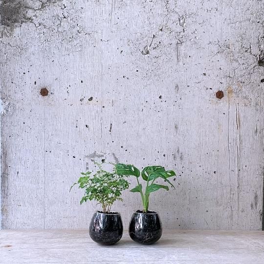 観葉植物（小鉢）の通販はTRANSHIP