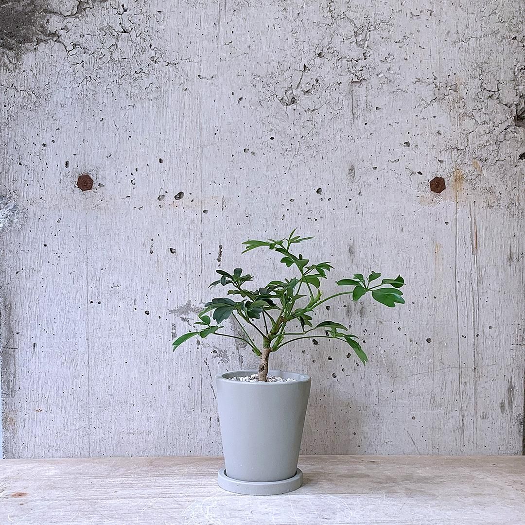 高品質の人気 urb ② レナータ シェフレラ pot TRANSHIP - シェフレラ・ カポック