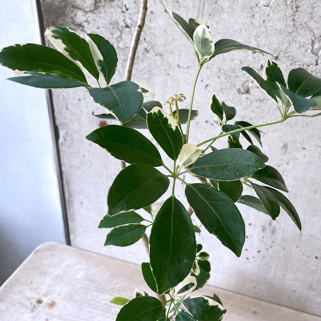 専用出品、ラフィドフォラ・テクルシバ（マングーカズラ） シェフレラ・アルボリコラ 専用出品、ラフィドフォラ・テクルシバ（マングーカズラ