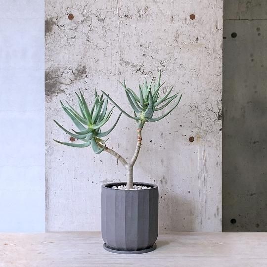 リビングに最適な植物の通販はTRANSHIP リビングに最適な植物の通販はTRANSHIP