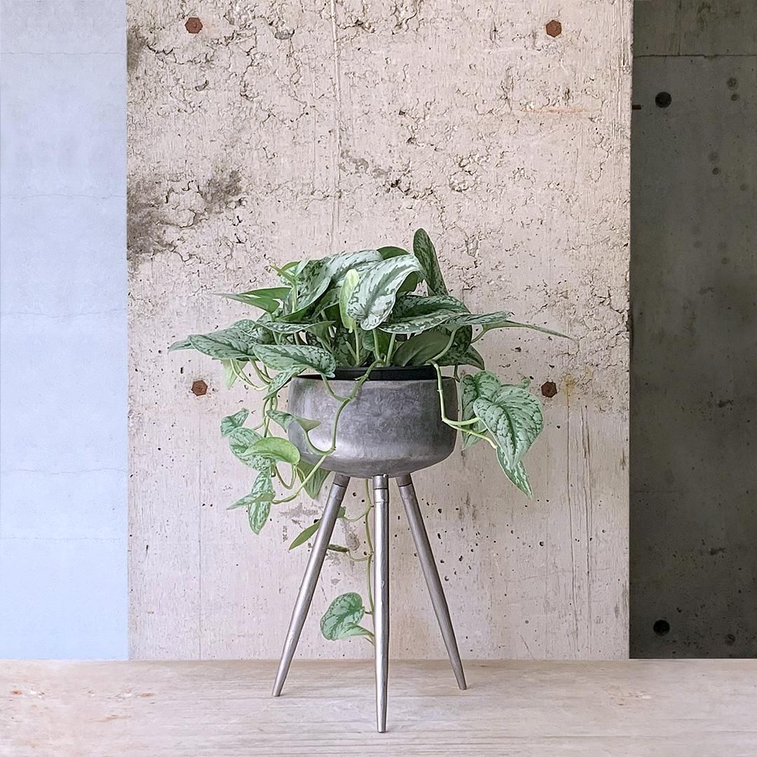 【30％OFF】 スキンダプサス トレビー TI - TRANSHIP その他観葉植物